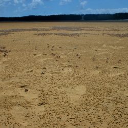 Hundreds of tiny crabs are out at low tide at Jumpinpin